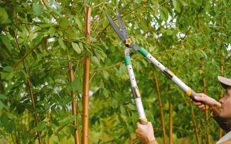 Tree trimming in Apple Valley, CA